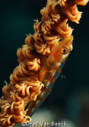 Gorginian goby. Nikon D80, 60 mm. by Dray Van Beeck 